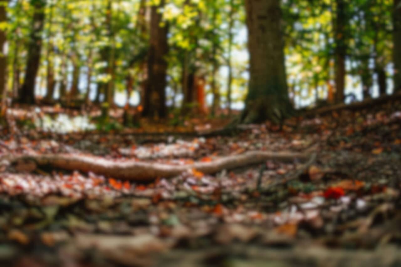 williamsburg in fall_edited williamsburg in fall_edited