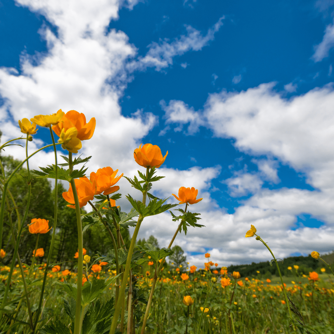 sandra-craine-gonzalez-personal-injury-lawyer-rutter-mills